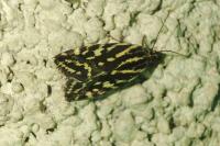 Emmelia trabealis