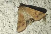 Helicoverpa armigera