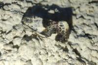 Acontia lucida