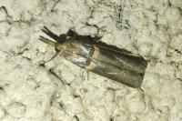 Etiella zinckenella