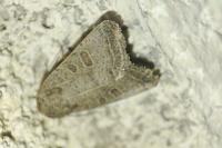 Hoplodrina ambigua