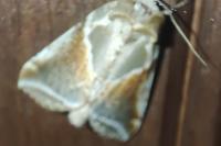 Habrosyne pyritoides