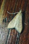 Antigastra catalaunalis