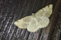 Stegania trimaculata
