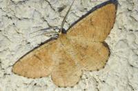 Angerona prunaria