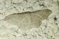 Idaea straminata