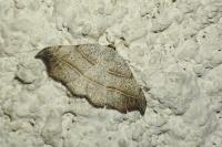 Laspeyria flexula