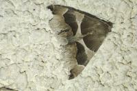 Dysgonia algira