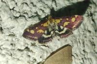 Pyrausta purpuralis