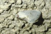 Cilix glaucata