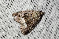 Deltote pygarga