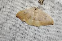 Watsonalla binaria