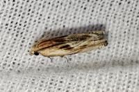 Eucosma cana