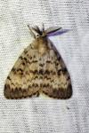 Lymantria dispar