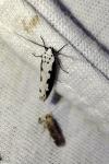 Ethmia bipunctella