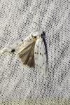 Coscinia cribraria