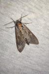 Hyloicus maurorum