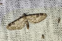 Eupithecia nanata