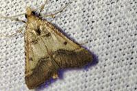 Stemmatophora brunnealis