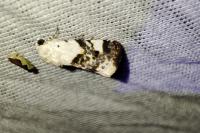 Acontia lucida
