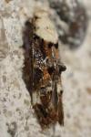 Mompha propinquella