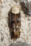 Mompha propinquella