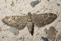Eupithecia nanata