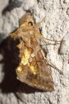 Chrysodeixis chalcites