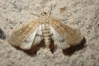 Parapoynx stratiotata