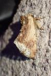 Ptilodon cucullina