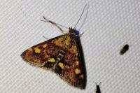 Pyrausta aurata