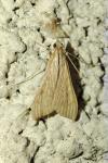 Antigastra catalaunalis