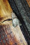 Acrobasis advenella