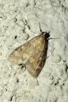 Ostrinia nubilalis