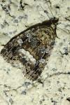 Deltote pygarga