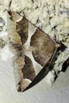 Dysgonia algira