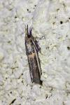 Etiella zinckenella