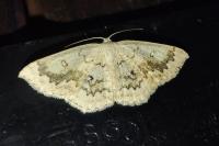 Cyclophora annularia