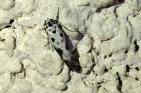 Ethmia quadrillella