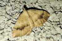 Camptogramma bilineata