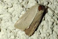 Mythimna sicula