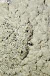 Eupithecia centaureata