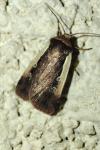 Ochropleura plecta