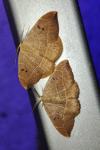 Watsonalla binaria