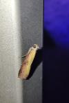 Oncocera semirubella