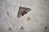 Catocala elocata