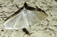 Palpita vitrealis