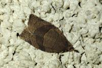 Pandemis heparana