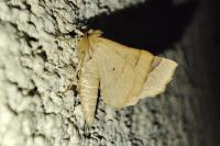 Crocallis elinguaria