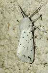 Spilosoma lubricipeda